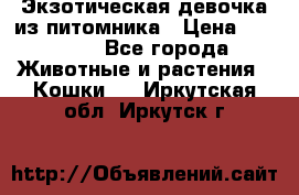 Экзотическая девочка из питомника › Цена ­ 25 000 - Все города Животные и растения » Кошки   . Иркутская обл.,Иркутск г.